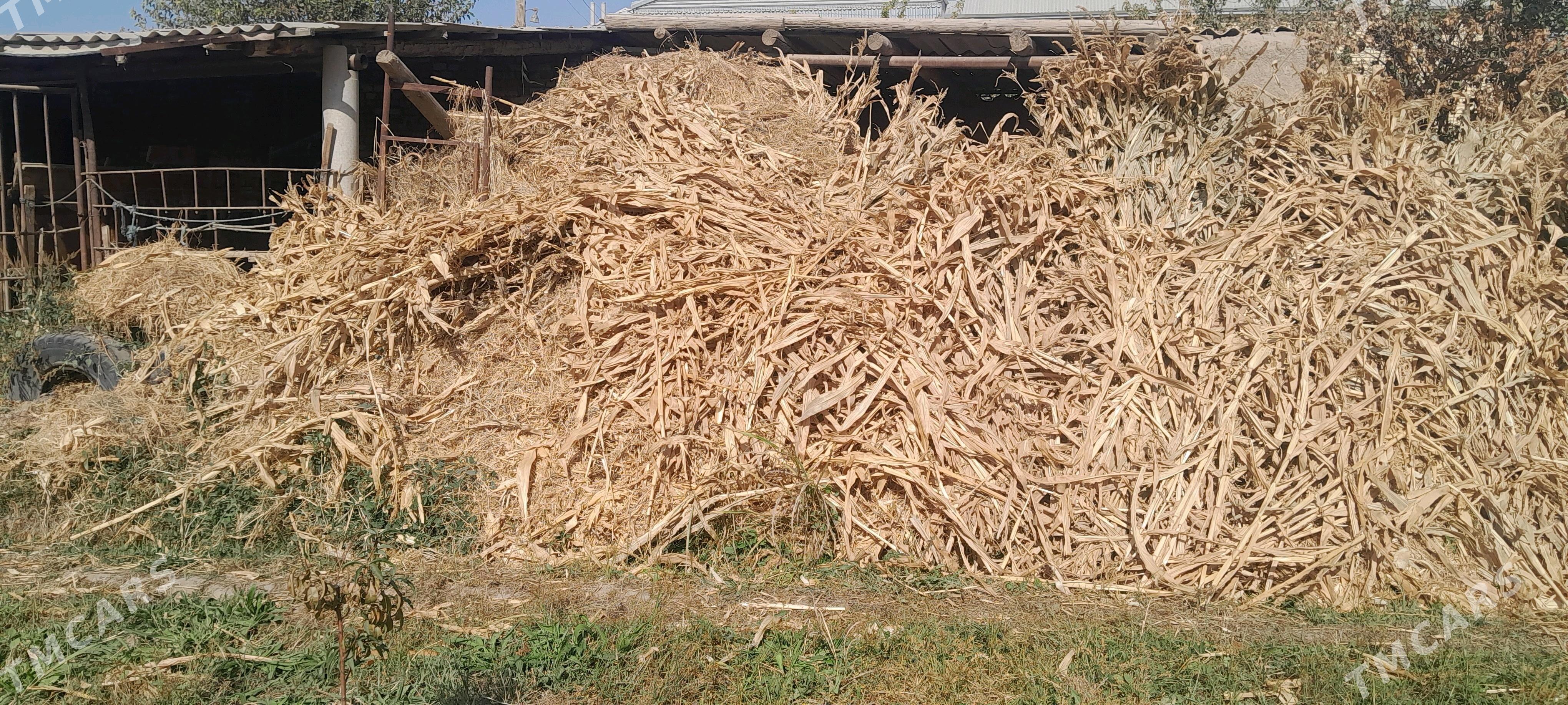 ot arassaja - Wekilbazar - img 3