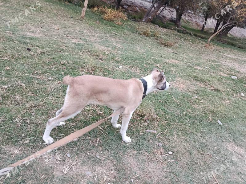 alabay - Aşgabat - img 6