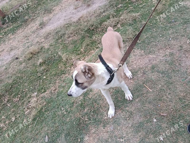 alabay - Aşgabat - img 2