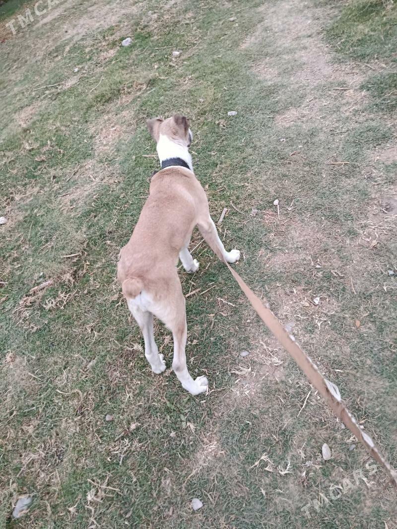 alabay - Aşgabat - img 5