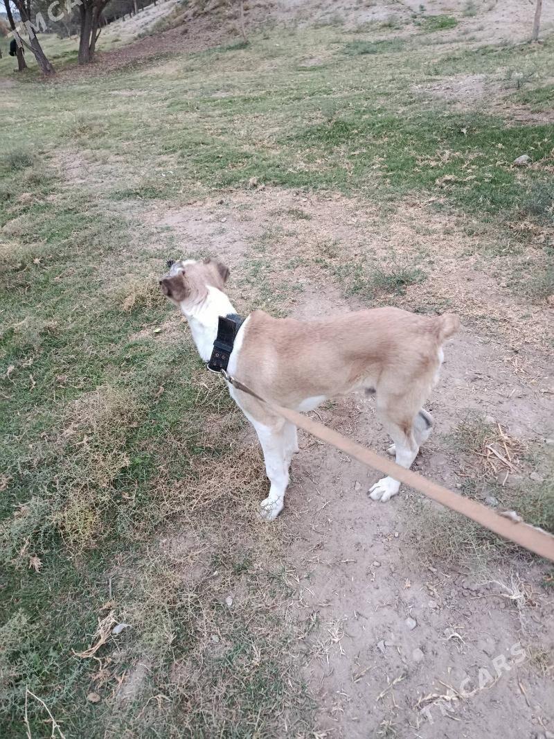 alabay - Aşgabat - img 4