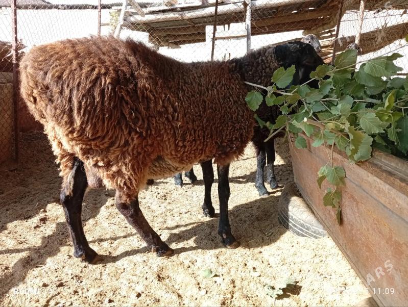 Koçkar - Çärjew - img 1