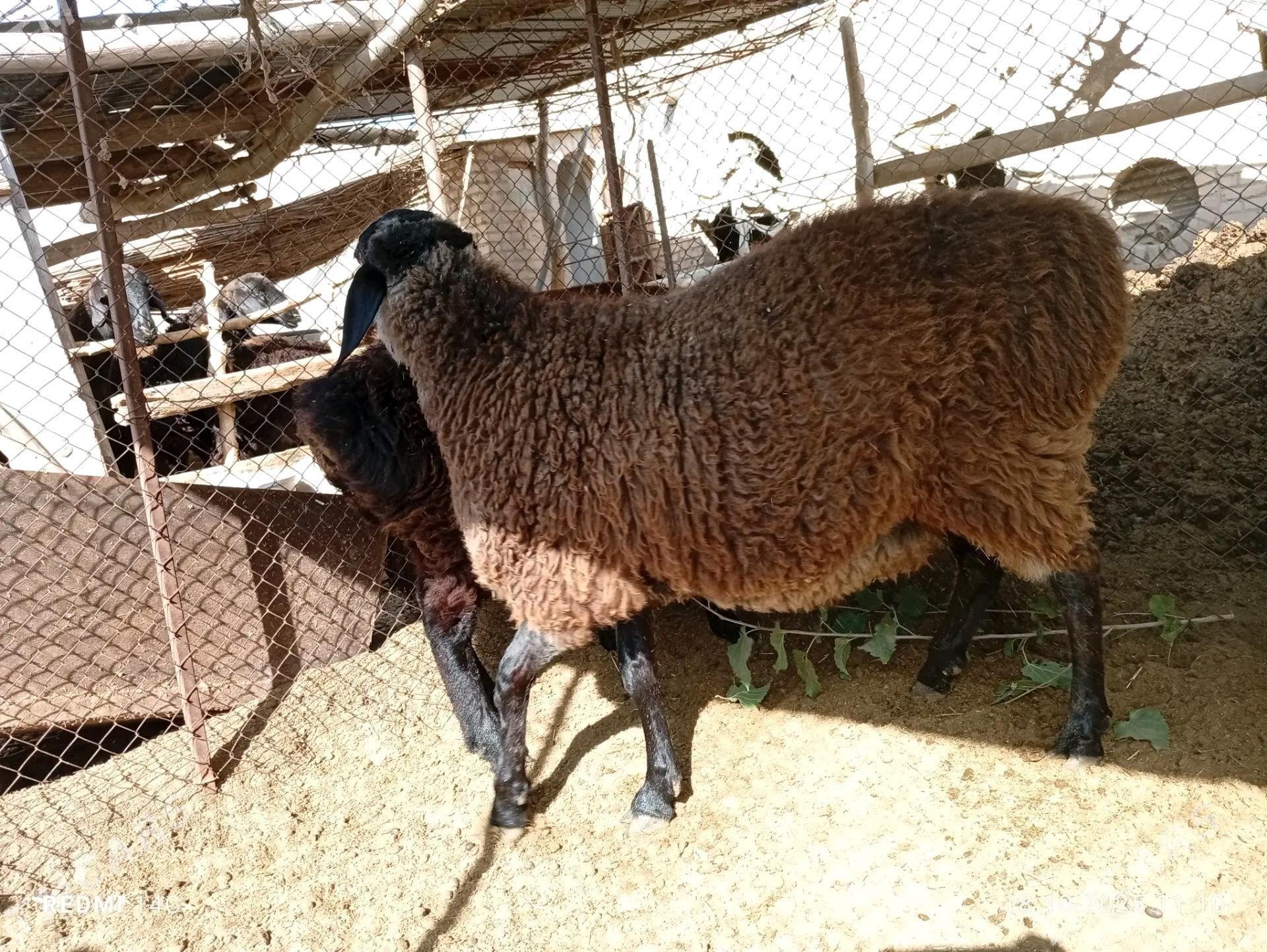 Koçkar - Çärjew - img 2