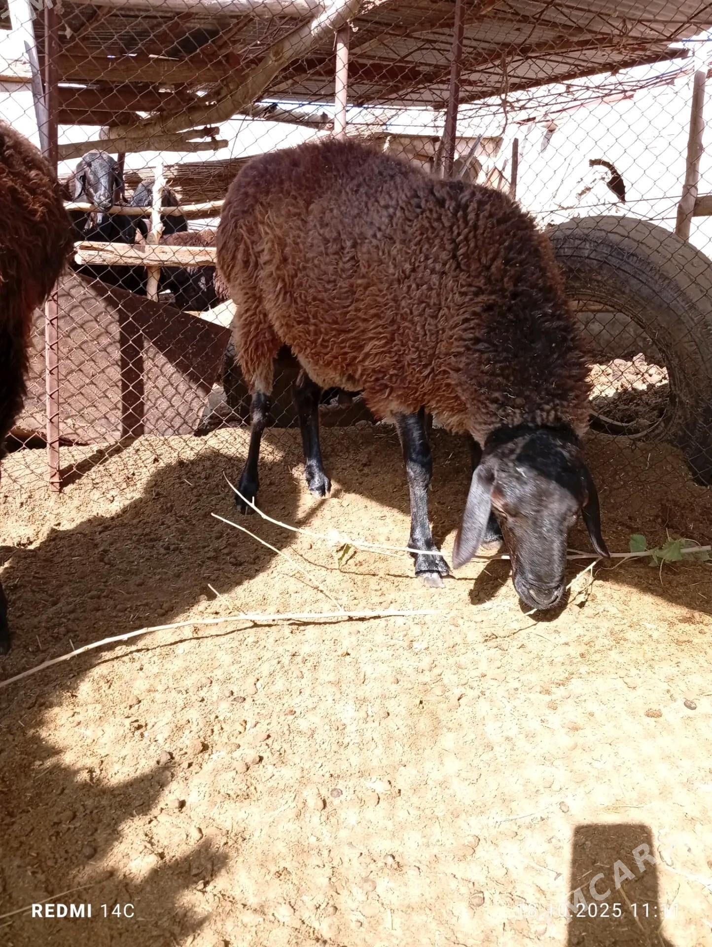 Koçkar - Çärjew - img 3