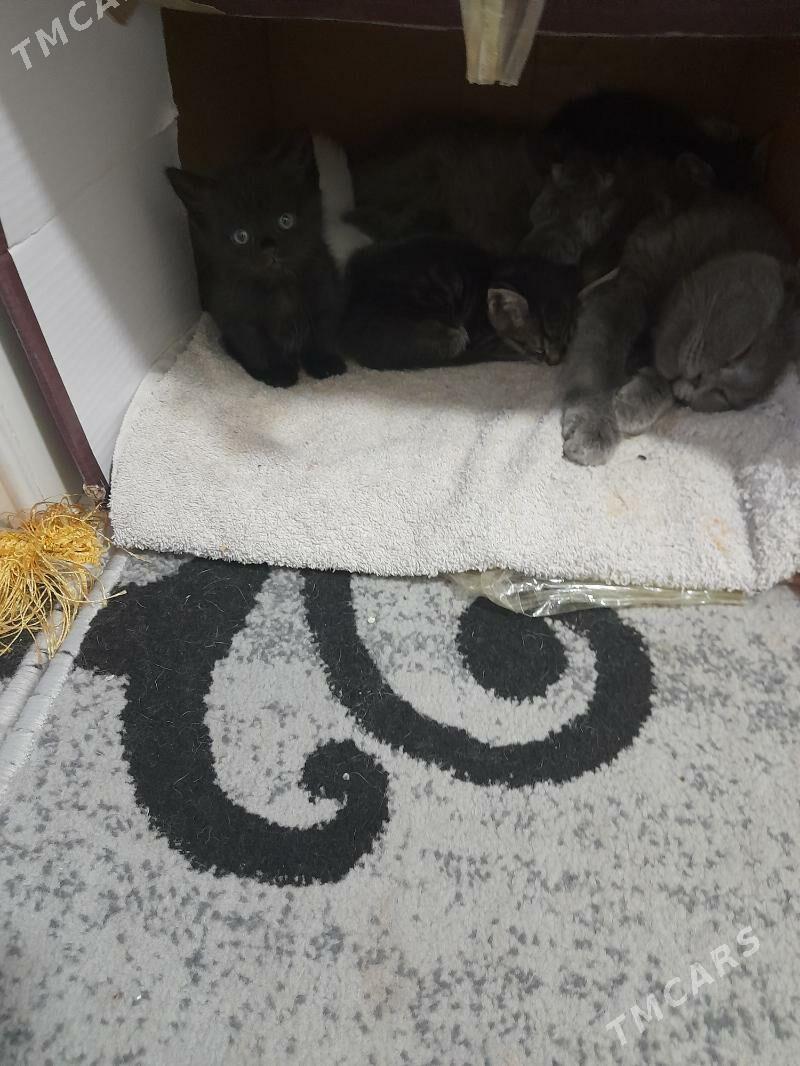 pisikler - Дашогуз - img 2