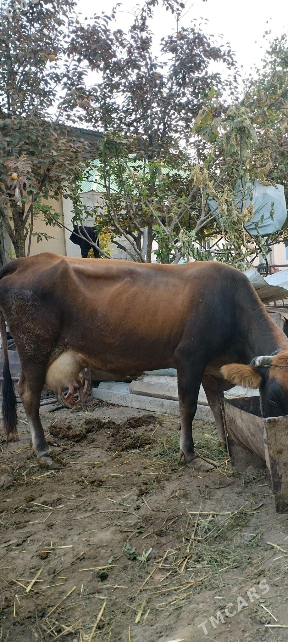 sygyr - Gökje - img 4