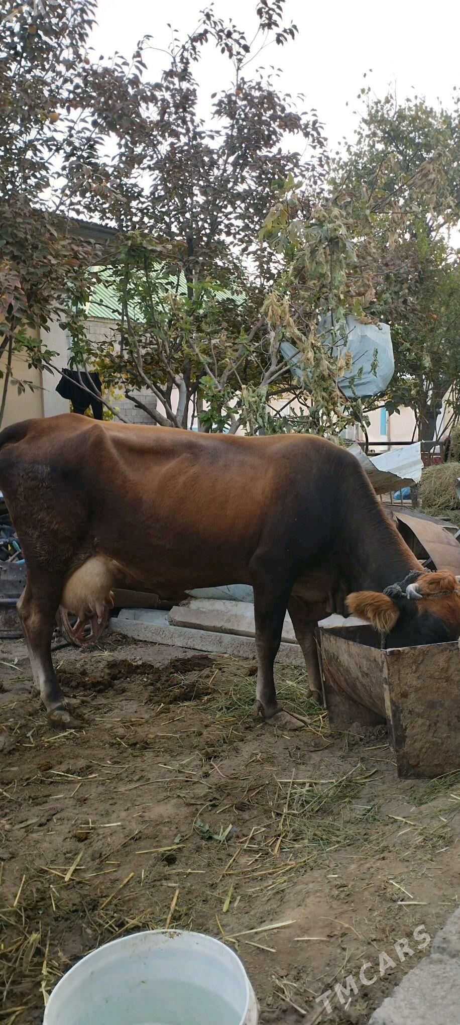 sygyr - Gökje - img 2