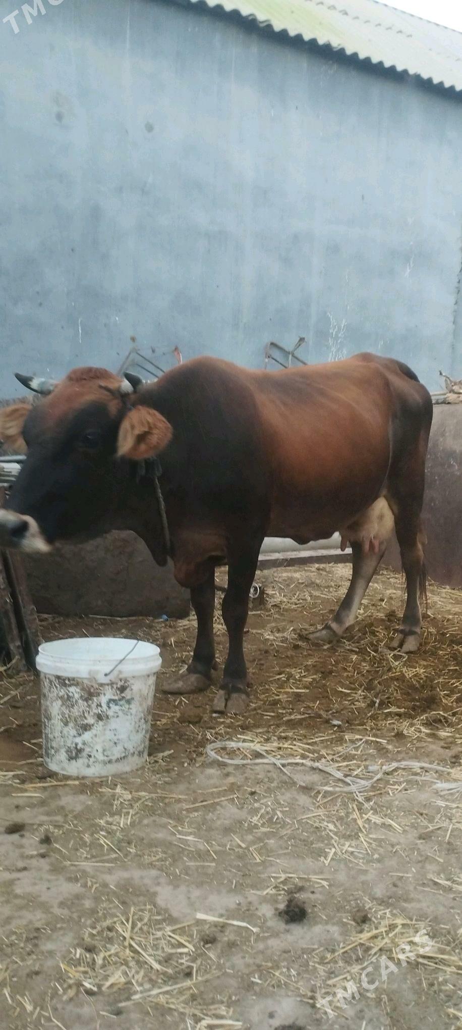 sygyr - Gökje - img 3