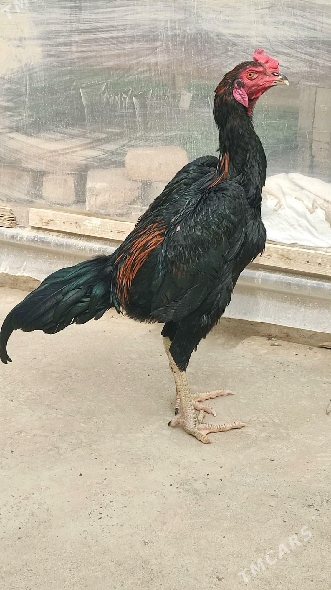 horaz - Gökdepe - img 1