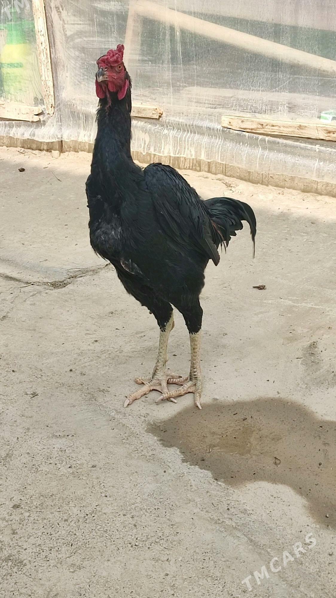 horaz - Gökdepe - img 2