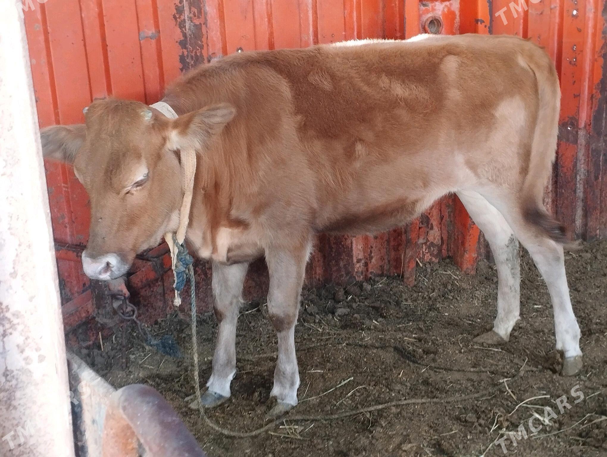 Tüwe - Ak bugdaý etraby - img 1