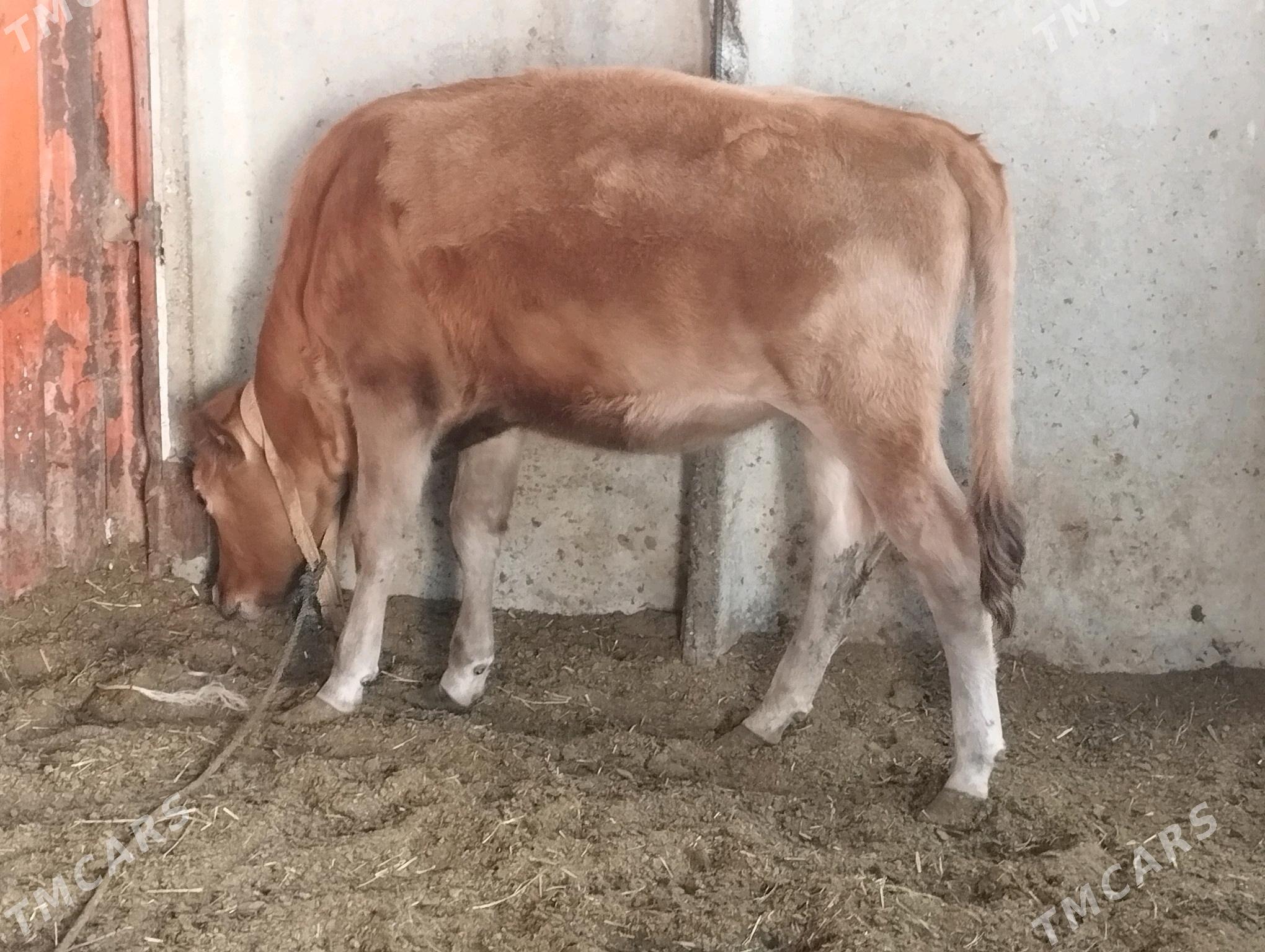 Tüwe - Ak bugdaý etraby - img 3