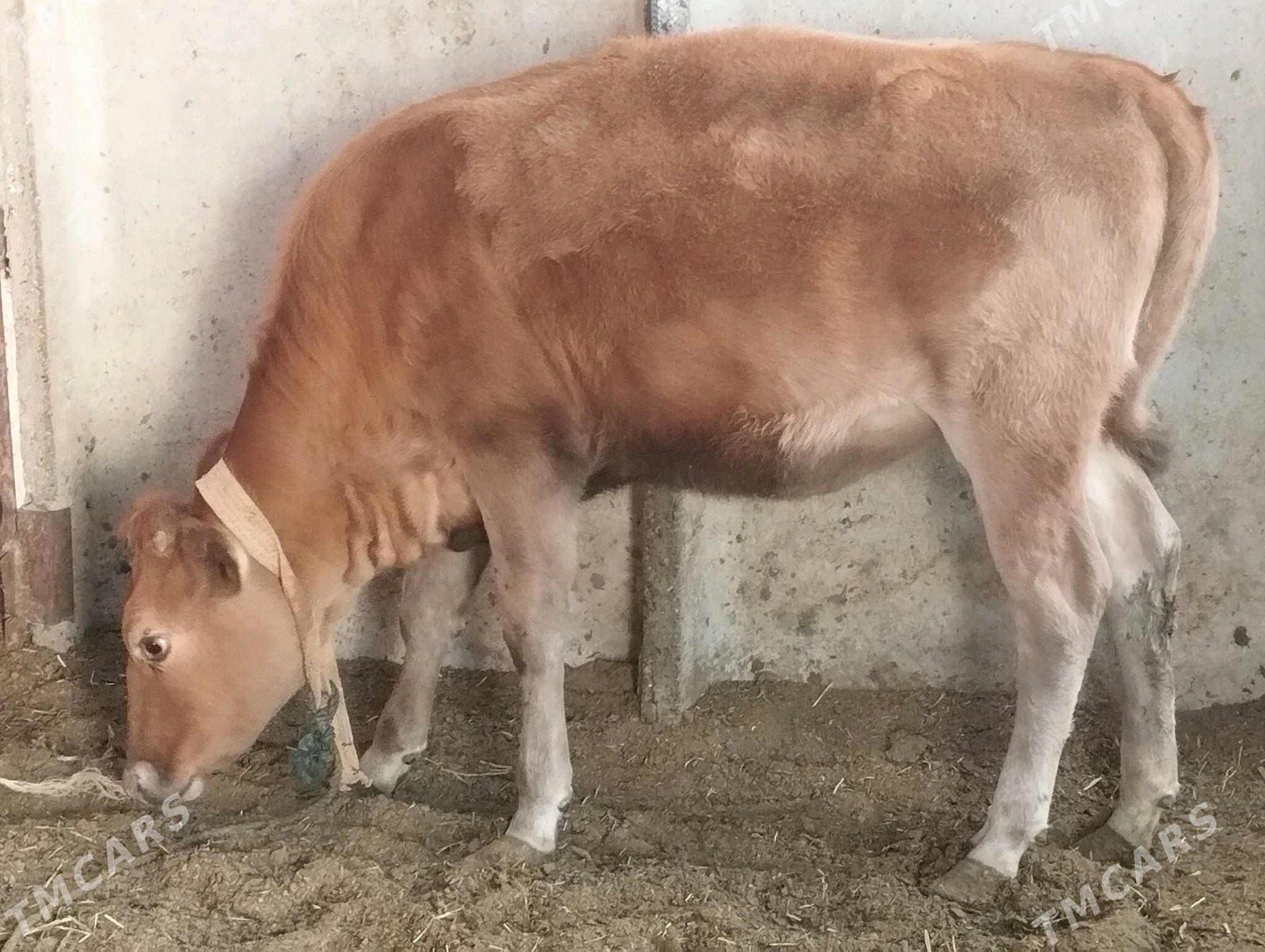 Tüwe - Ak bugdaý etraby - img 2