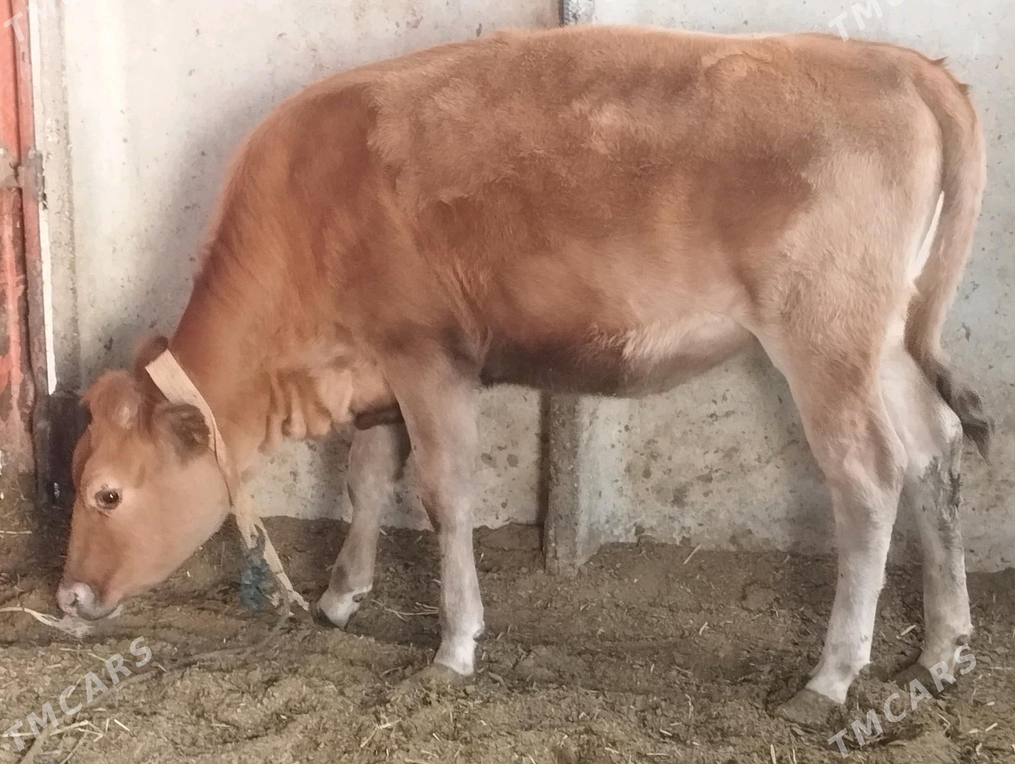 Tüwe - Ak bugdaý etraby - img 4