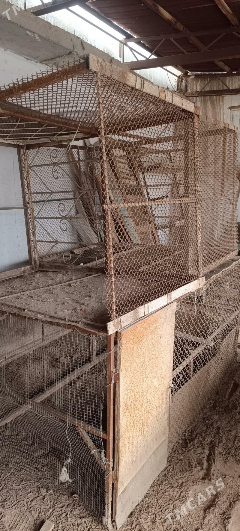 juyje setka - Daşoguz - img 1