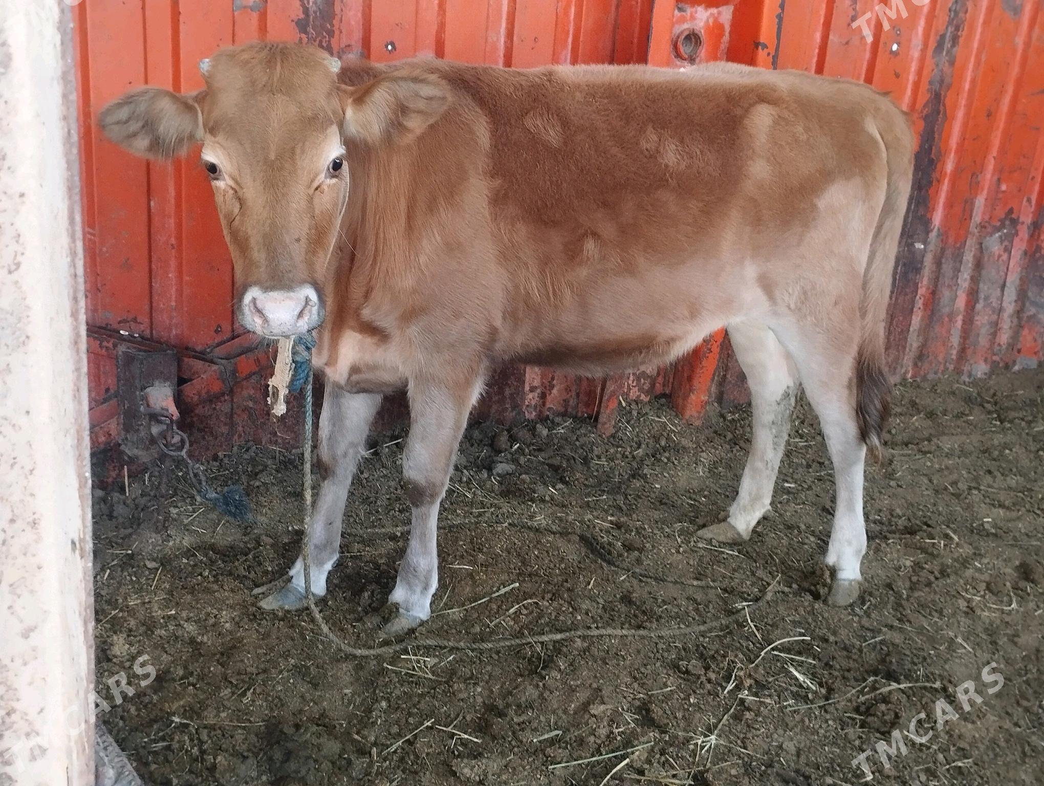 Tüwe - Ak bugdaý etraby - img 5