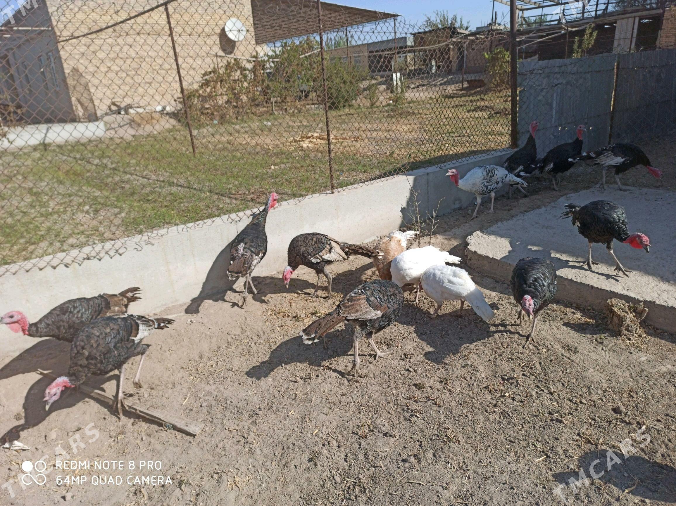 Induk - Чарджоу - img 2