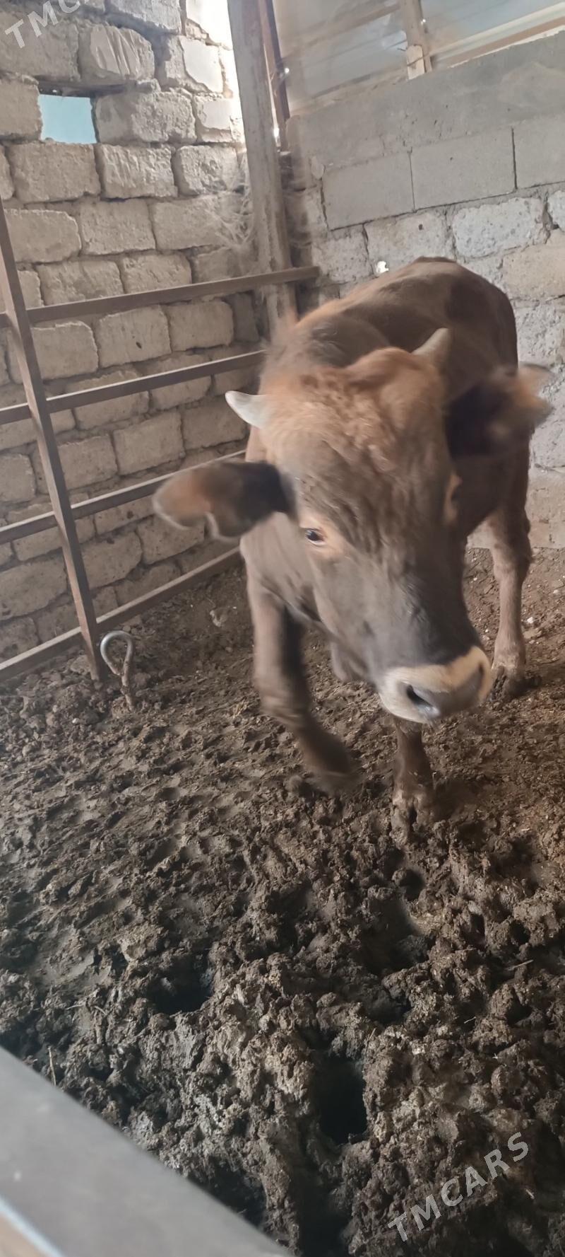 ökuz - Büzmeýin - img 3