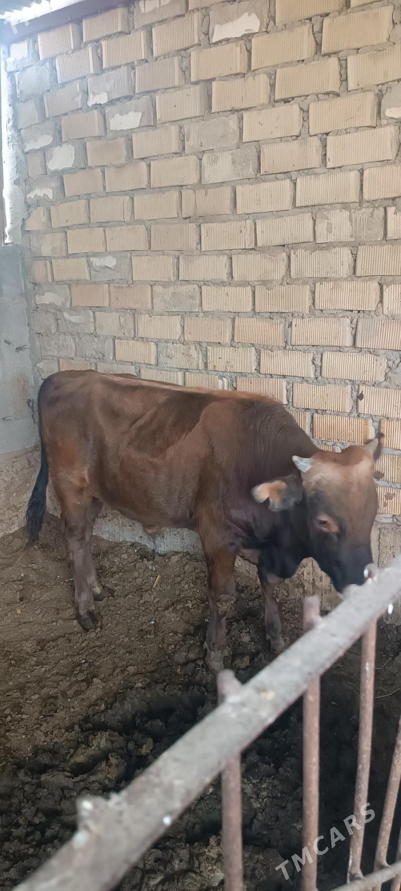 ökuz - Büzmeýin - img 2