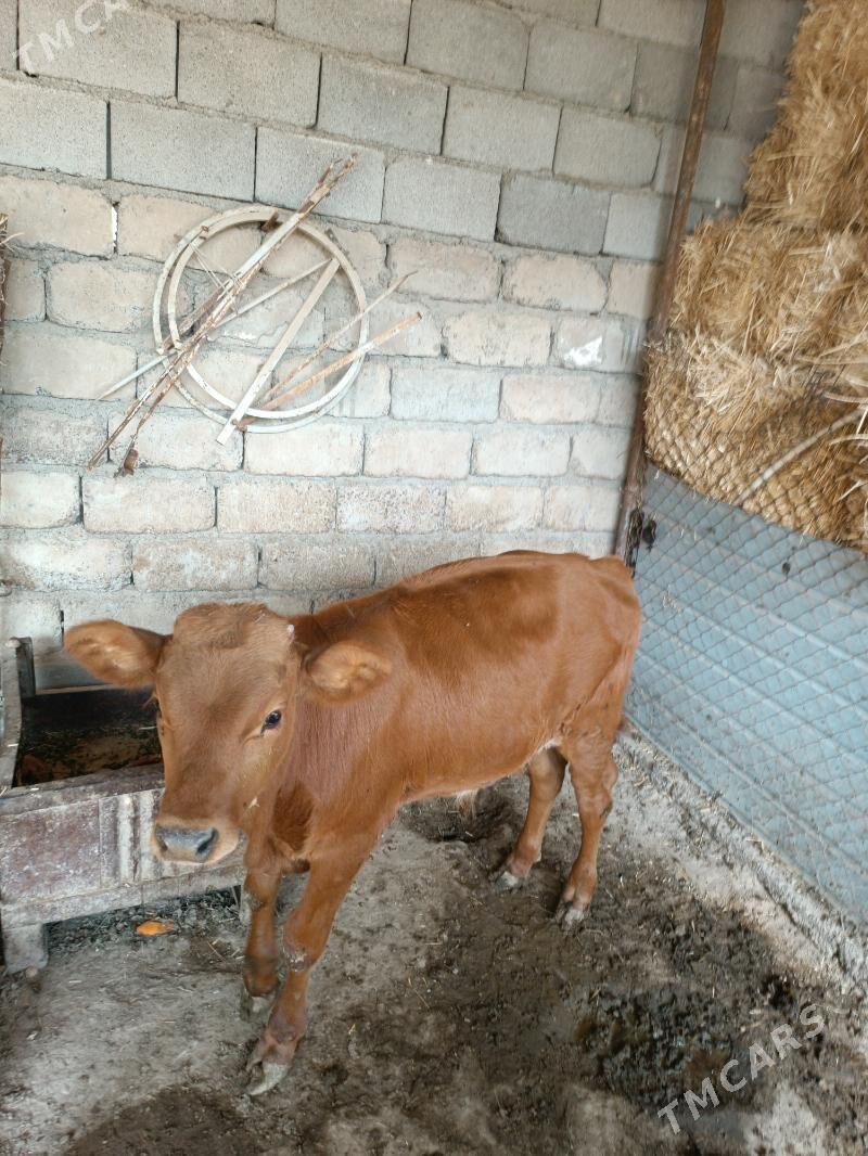 Gole - Änew - img 2