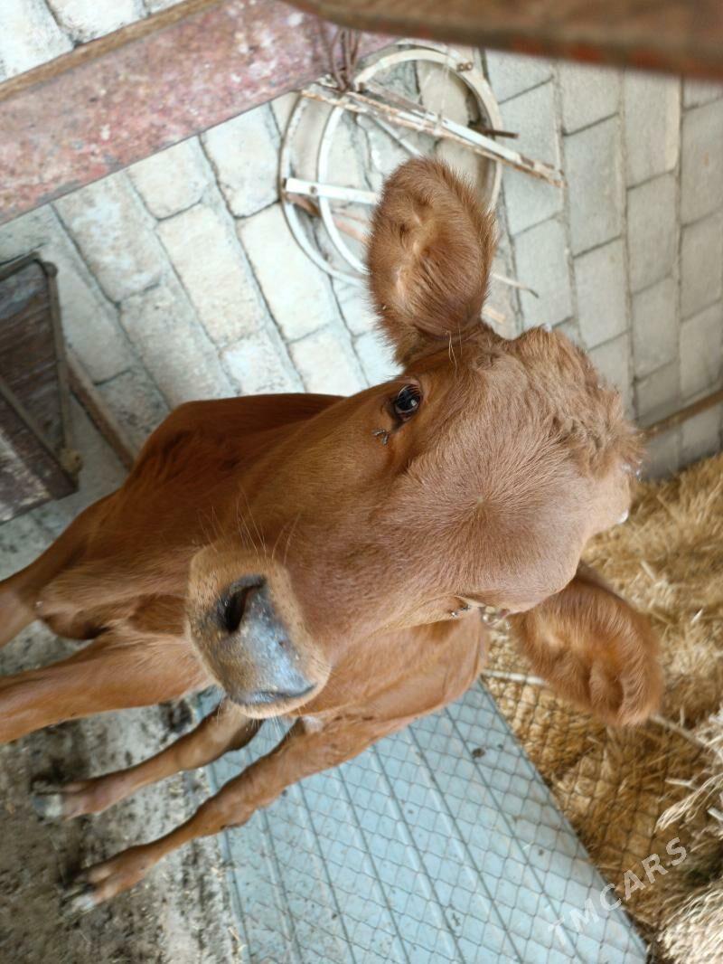 Gole - Änew - img 1