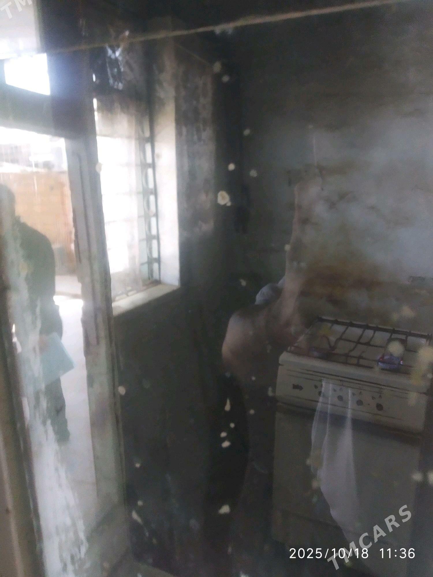 Satlyk howli jay - Mary - img 7