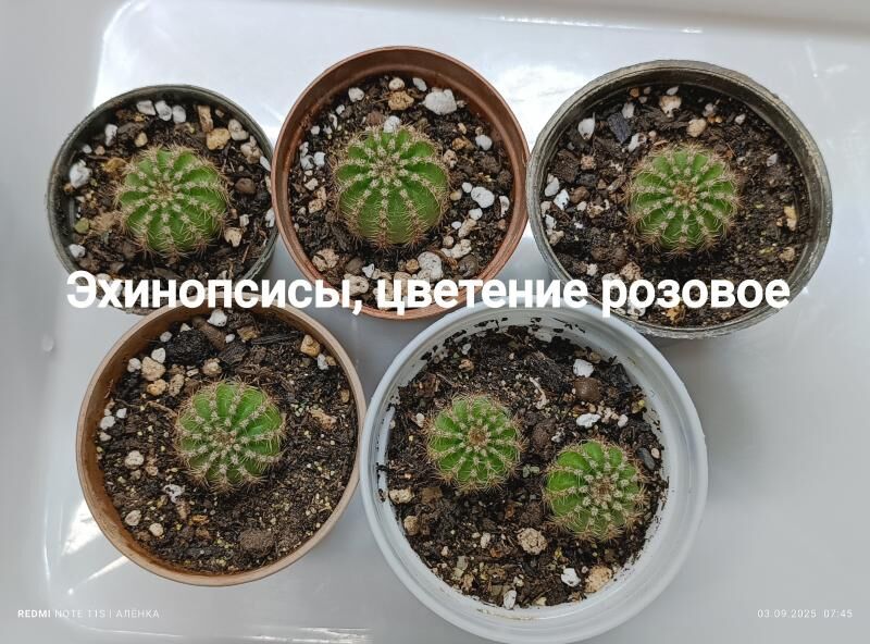 кактусы 10м-75м - Гаудан "В" - img 9