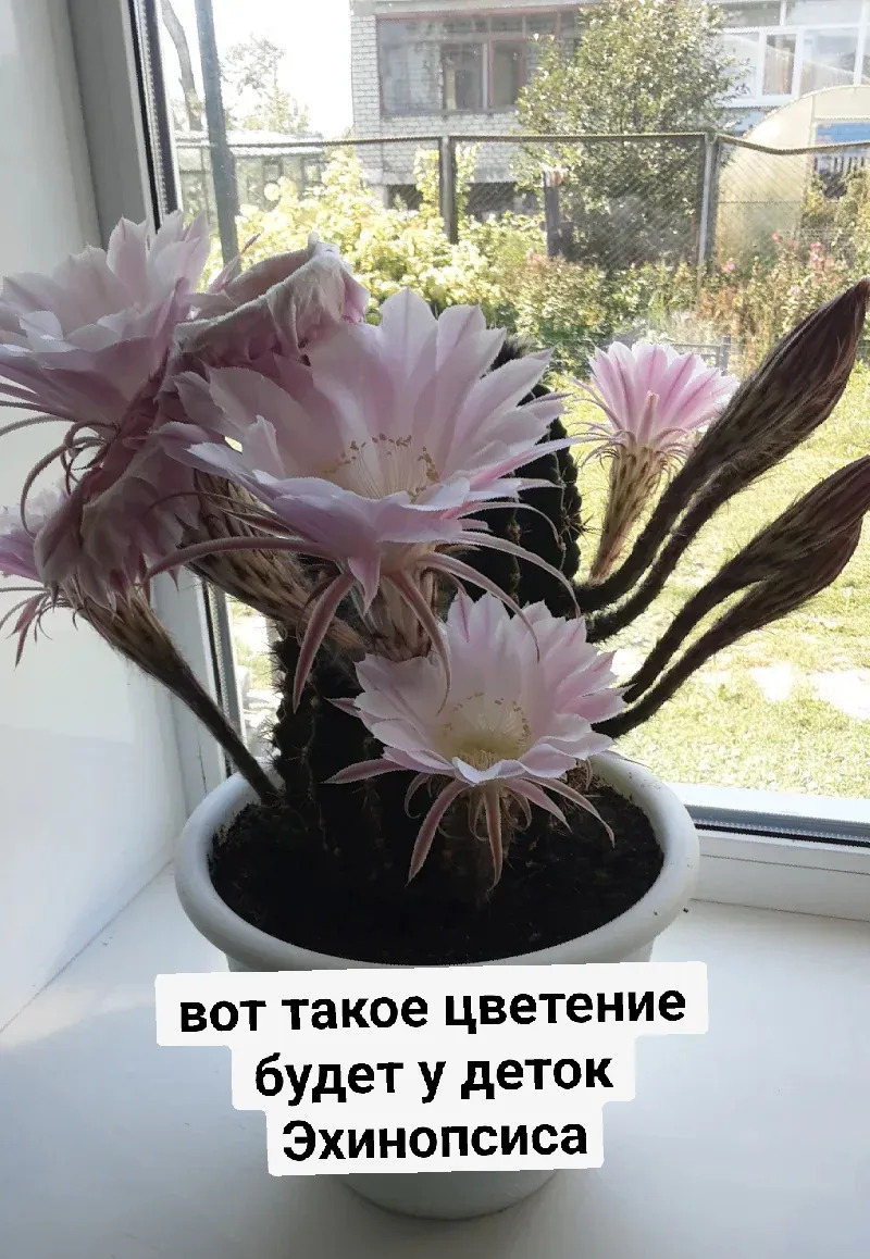 кактусы 10м-75м - Гаудан "В" - img 10