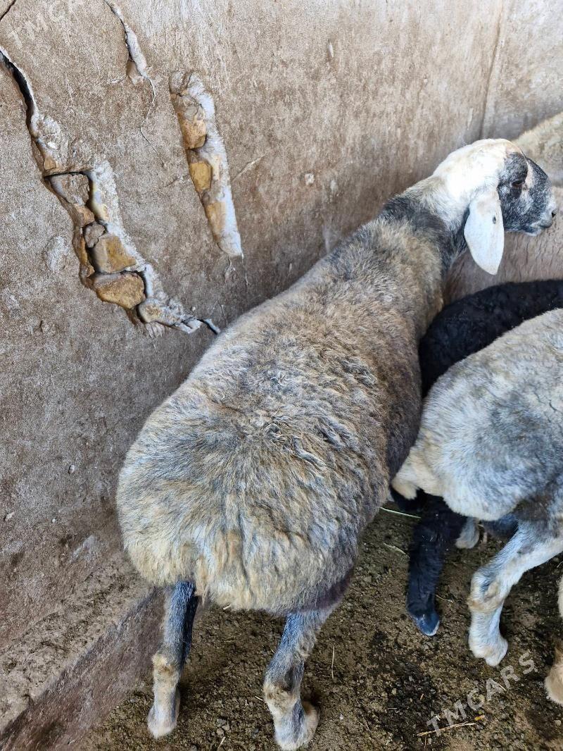 Şirazy Goç 2 sany - Çärjew - img 1