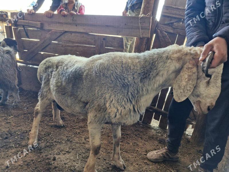 Şirazy Goç 2 sany - Çärjew - img 2