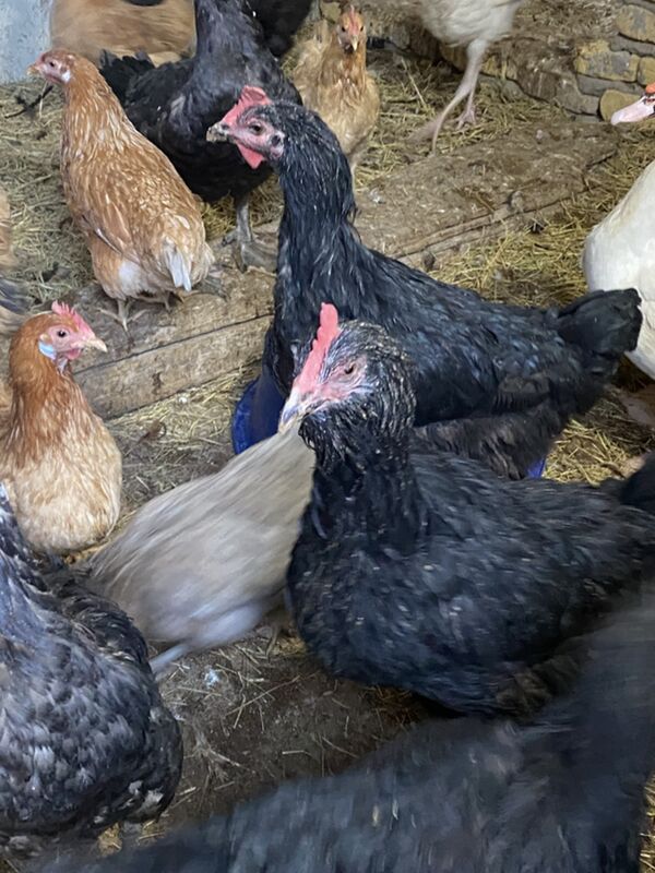 джерсийский - Türkmenabat - img 3