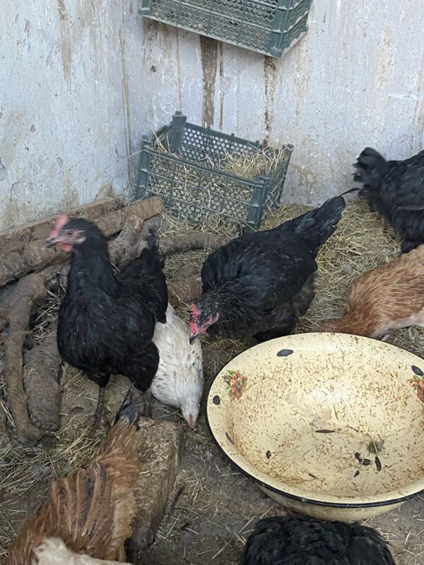 джерсийский - Türkmenabat - img 5