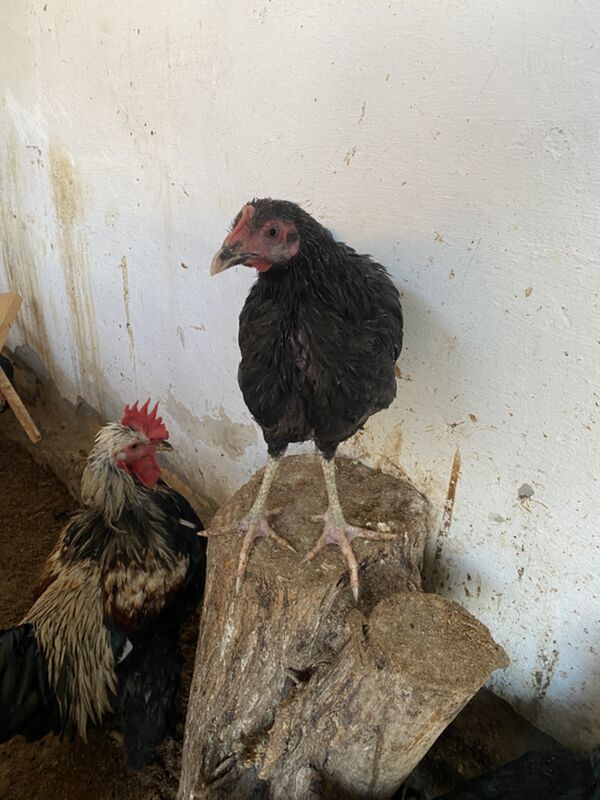 джерсийский - Türkmenabat - img 8