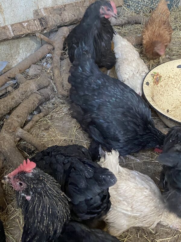 джерсийский - Türkmenabat - img 4