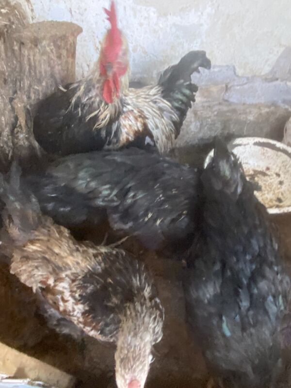 джерсийский - Türkmenabat - img 1