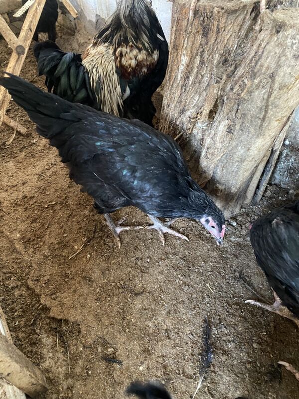 джерсийский - Türkmenabat - img 9