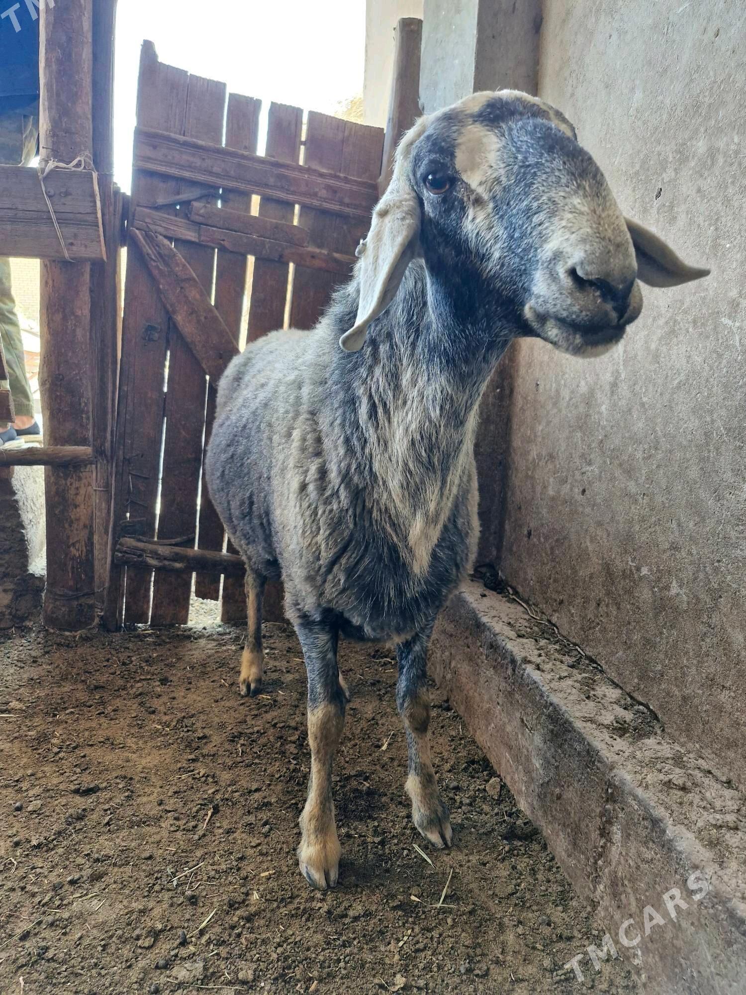 Şirazy Goç 2 sany - Çärjew - img 4