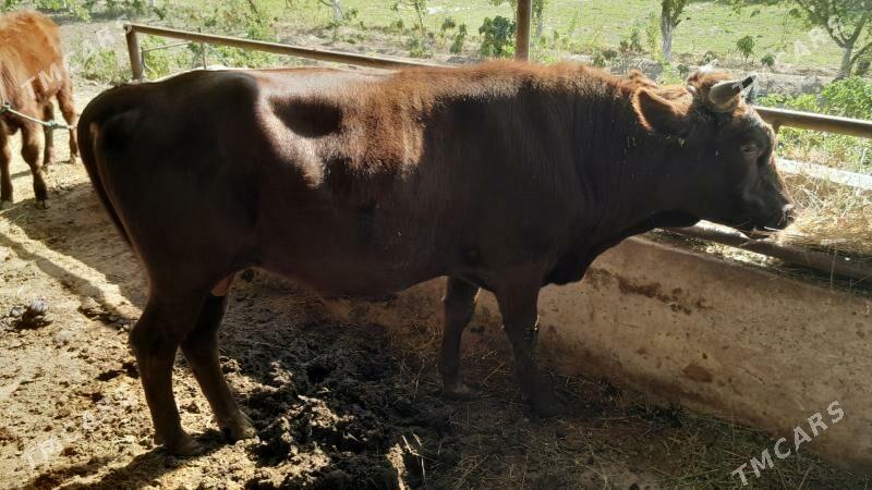 Okuz - Фарап - img 1