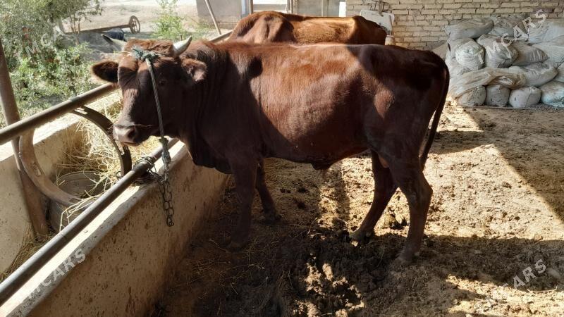 Okuz - Фарап - img 2