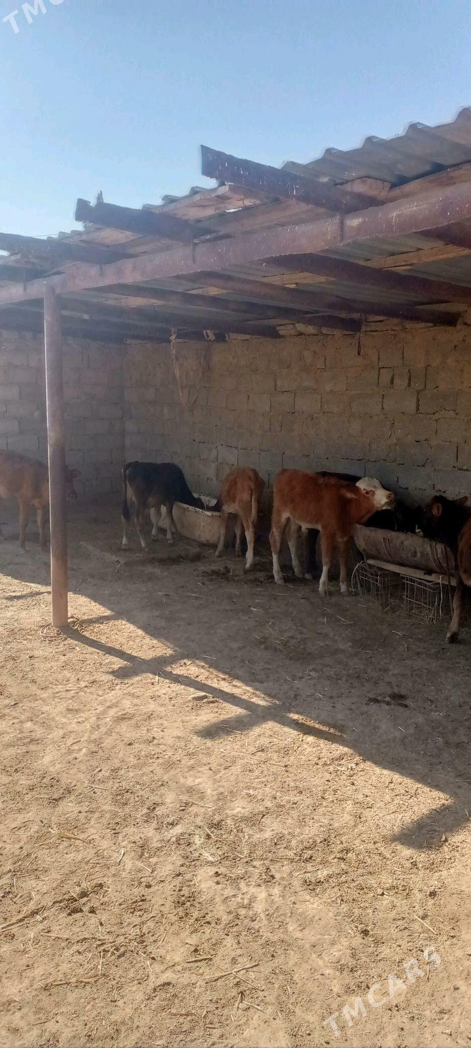 okuzce - Balkanabat - img 2