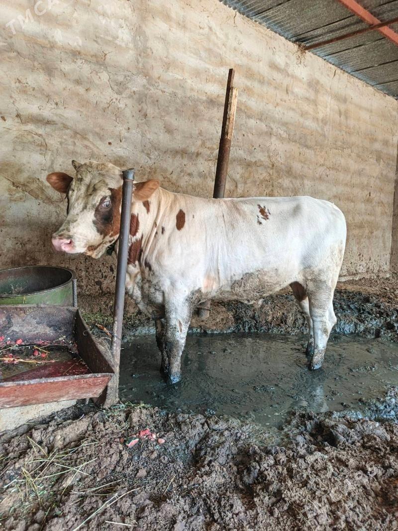 okuz - Büzmeýin - img 2