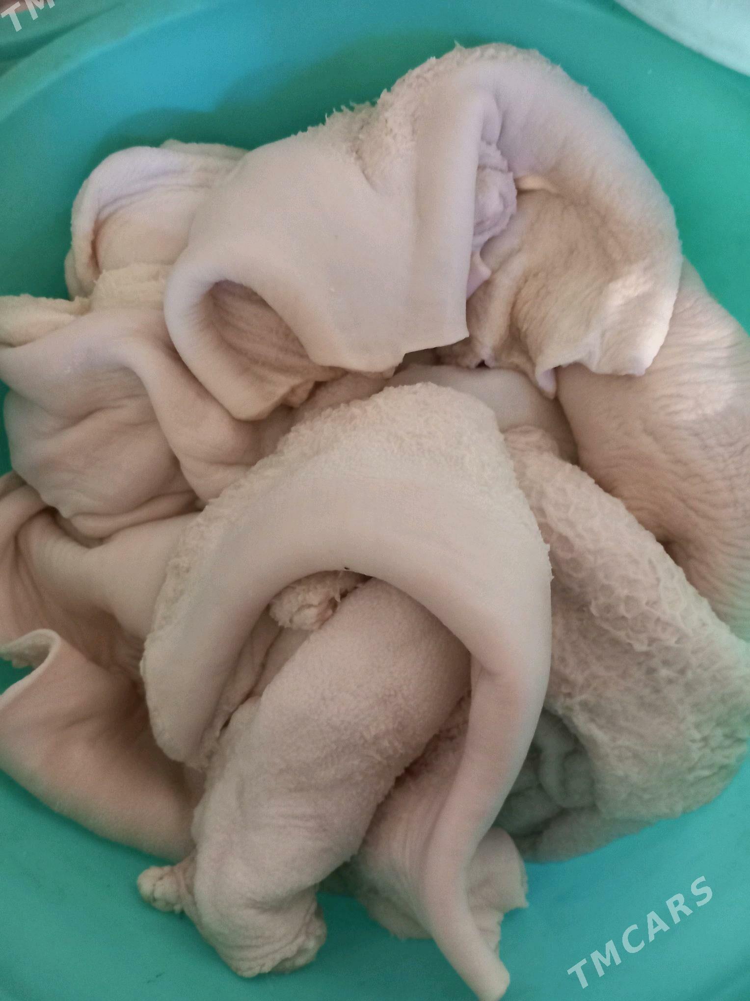 Gowyrdak - Garadamak - img 7