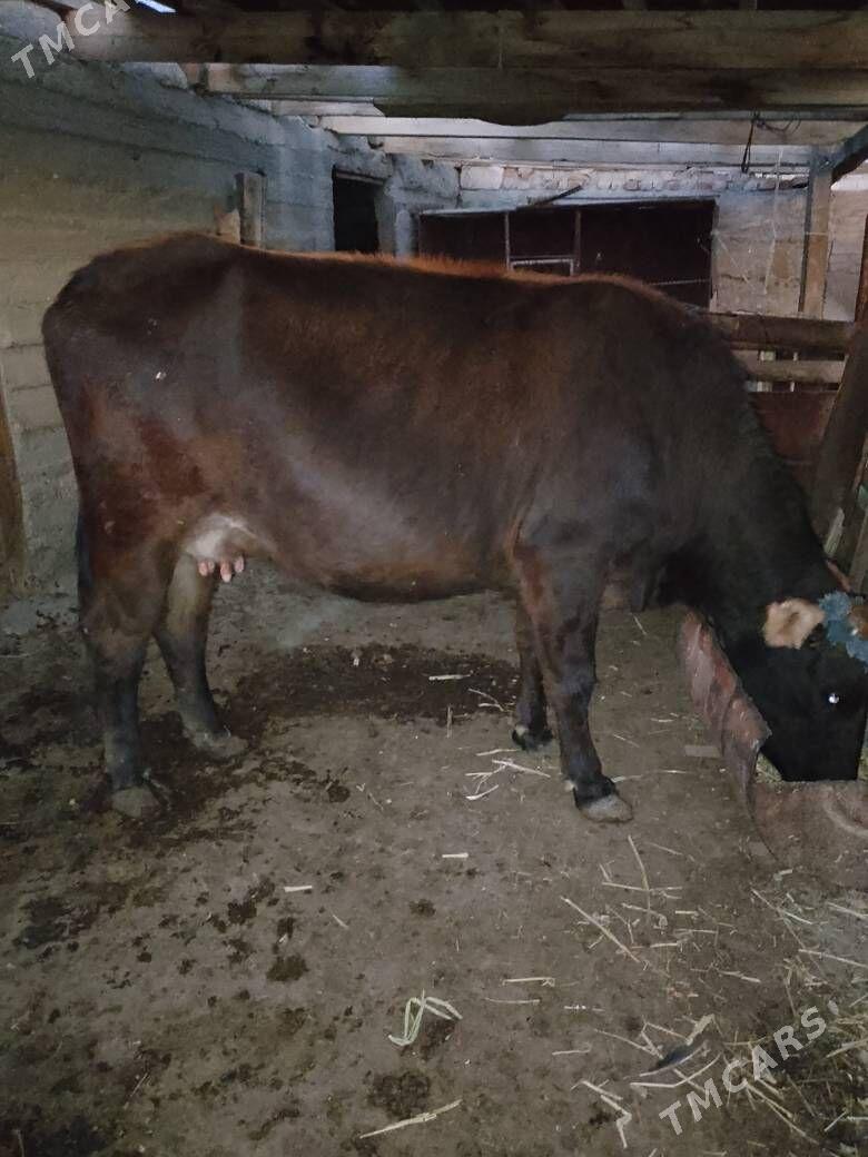 sygyr - Bereket - img 3