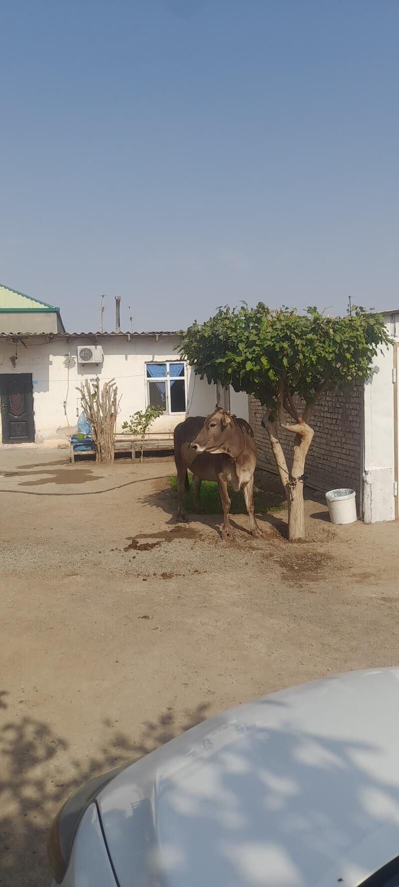 göleli  sygyr - Çoganly - img 3