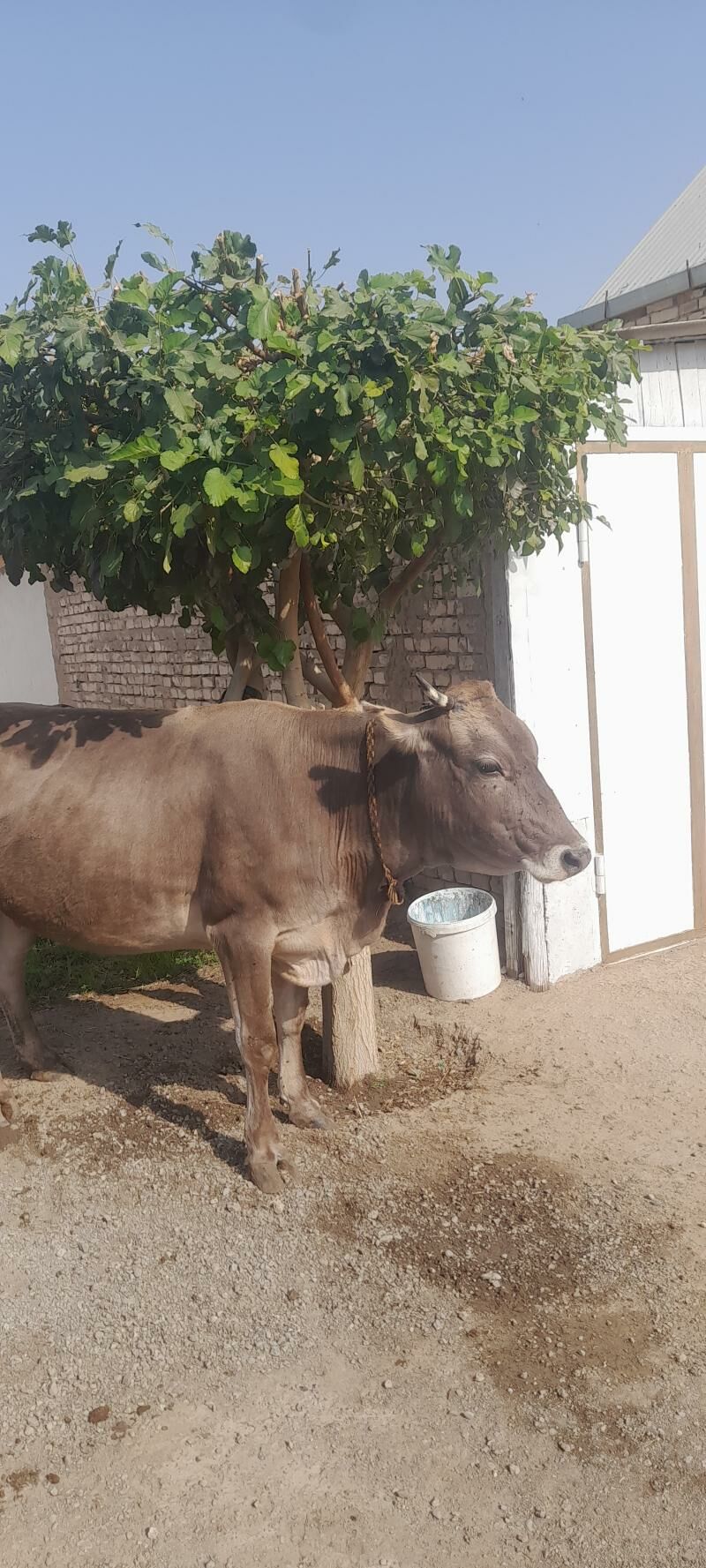 göleli  sygyr - Çoganly - img 2