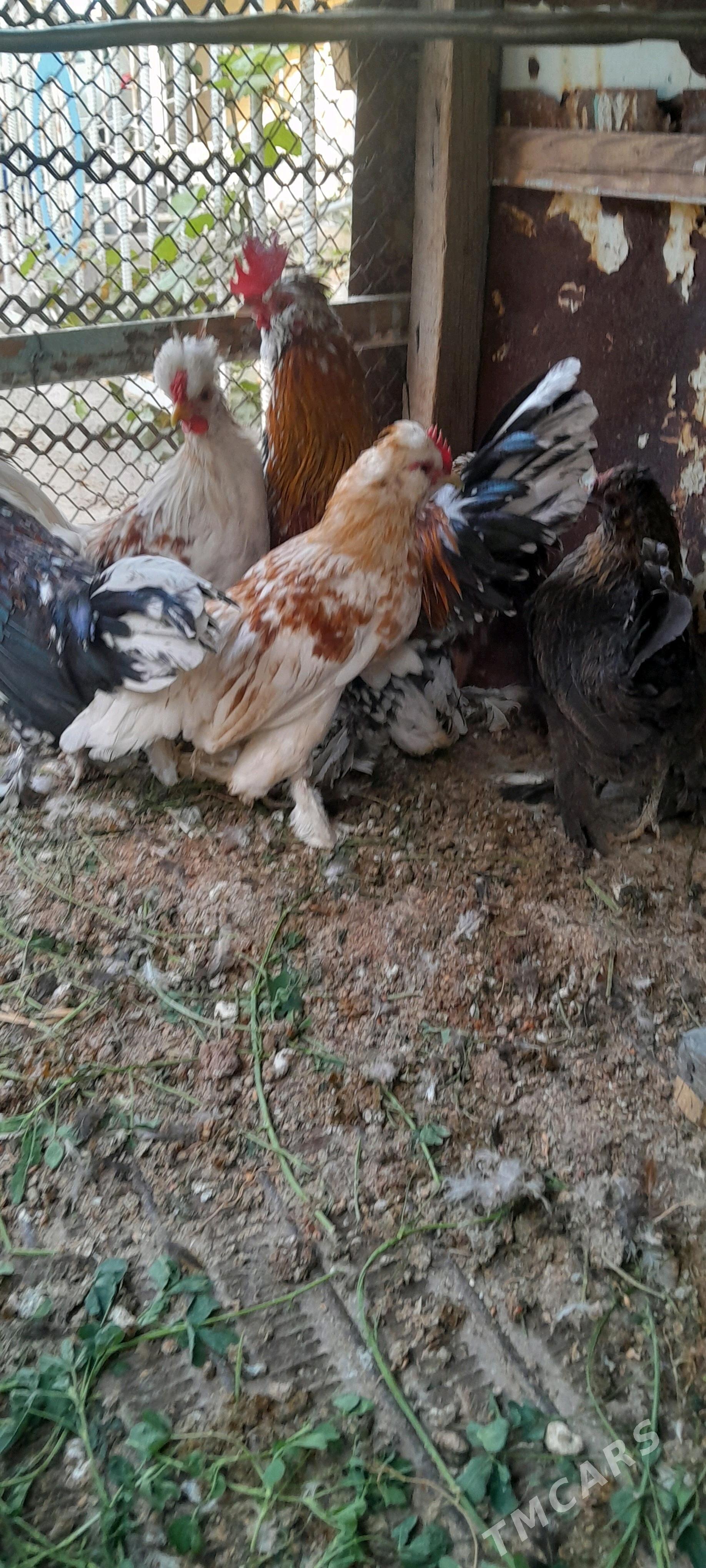 Karlik towuklar. - Сакарчага - img 1