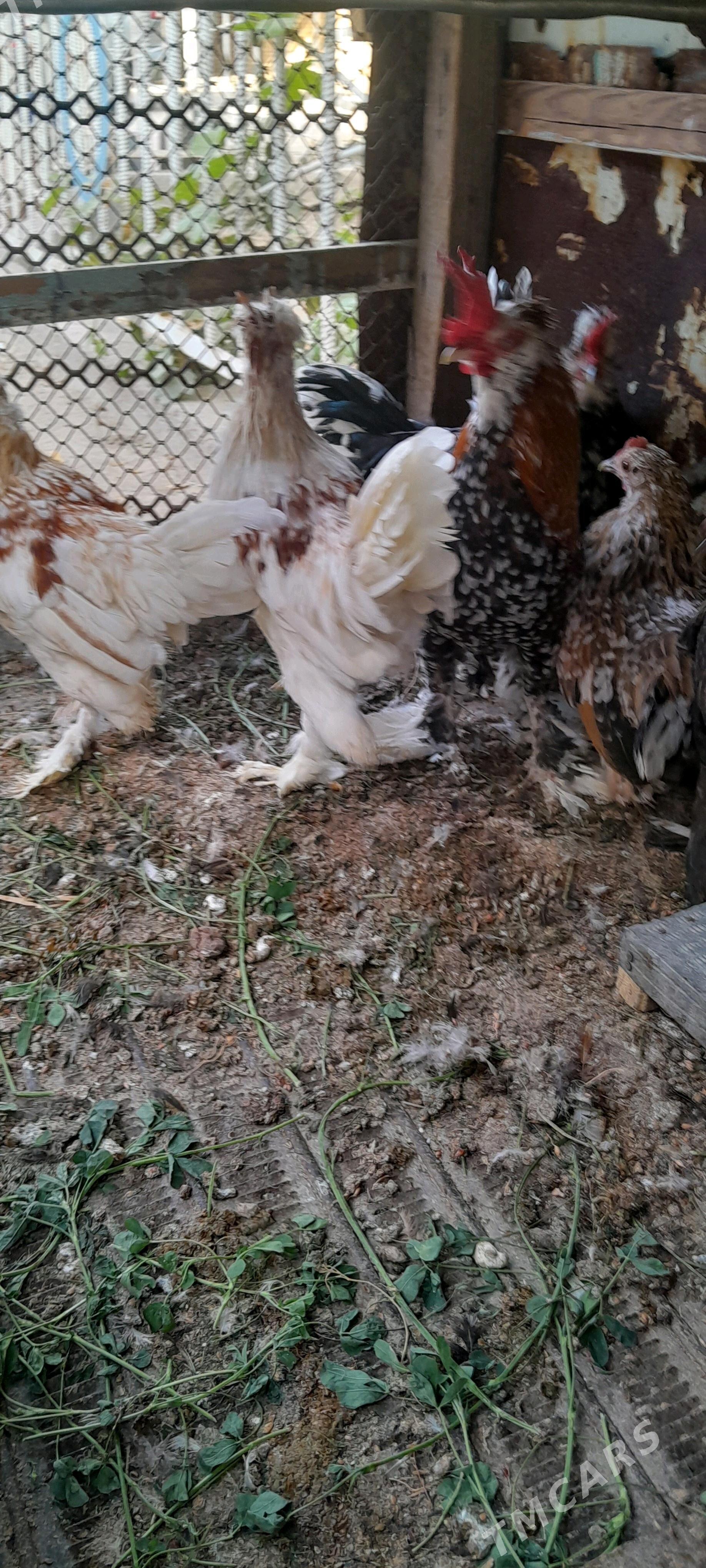 Karlik towuklar. - Сакарчага - img 3