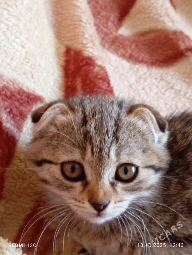 кошки - Garagum etraby - img 2