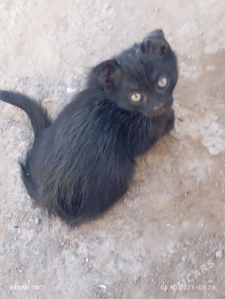 кошки - Каракумский этрап - img 1