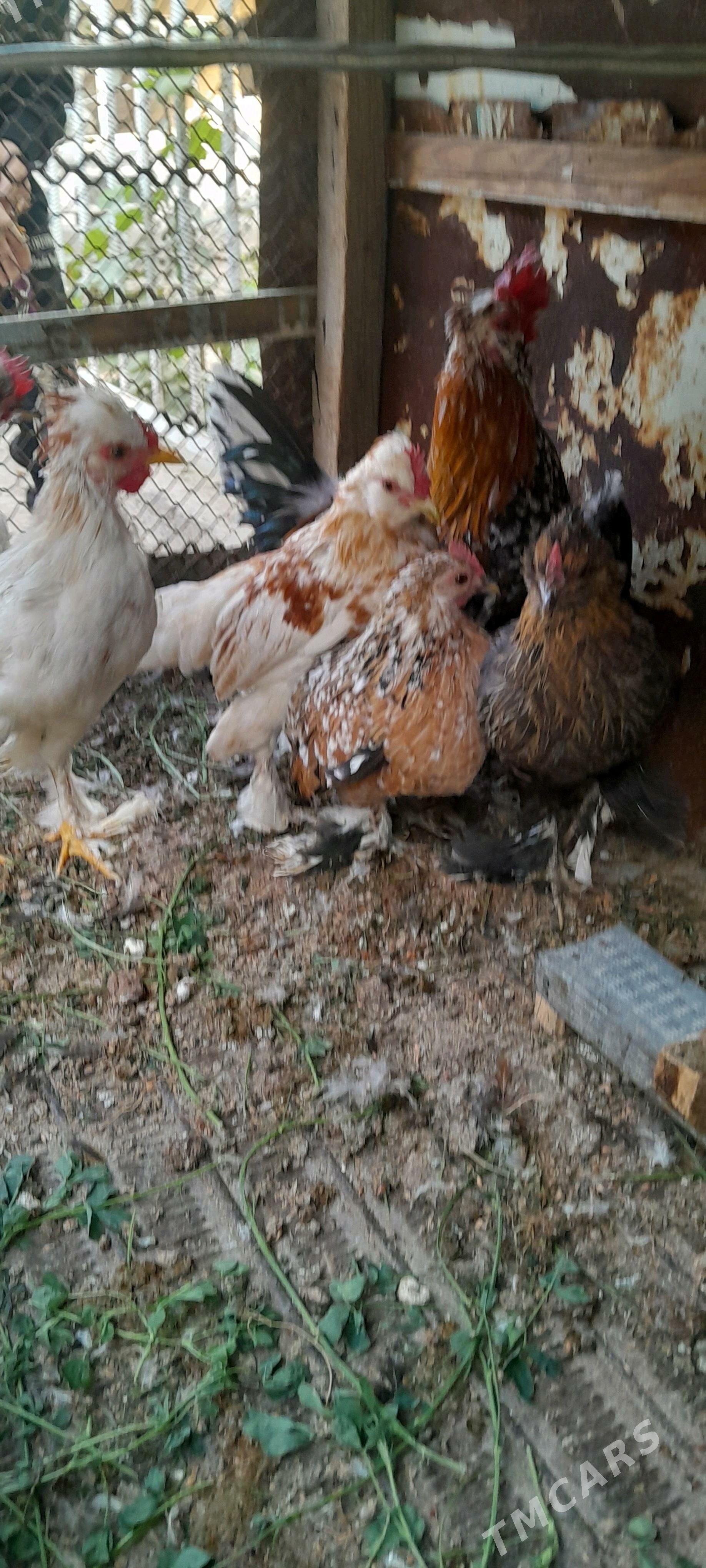 Karlik towuklar. - Сакарчага - img 2